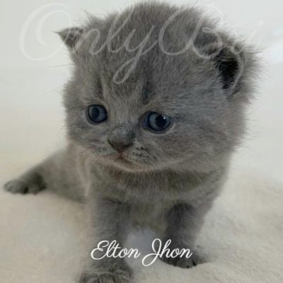 Elton John 3w