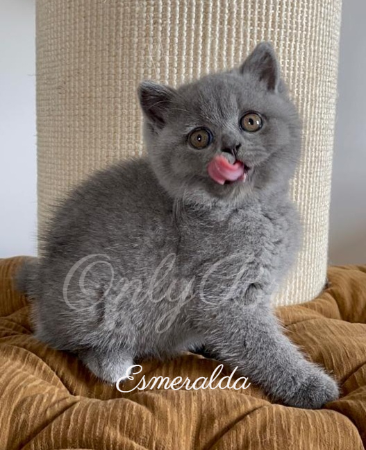 Esmeralda 8w