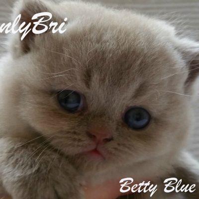 Betty-Blue1