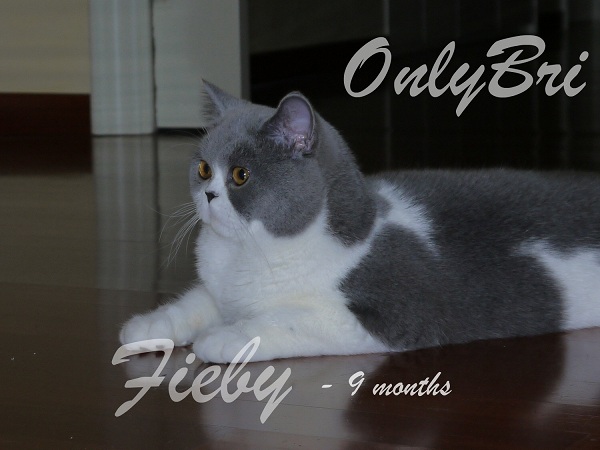 Fieby4
