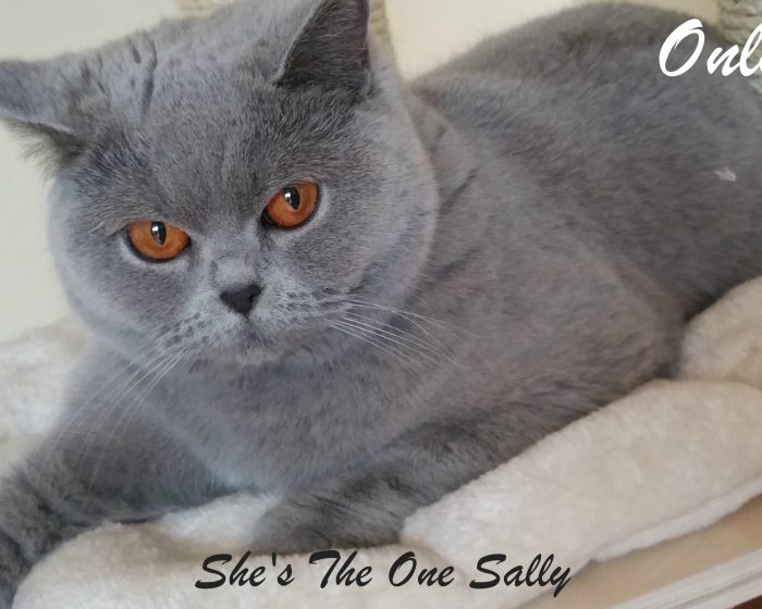 Sally-gennaio-2016