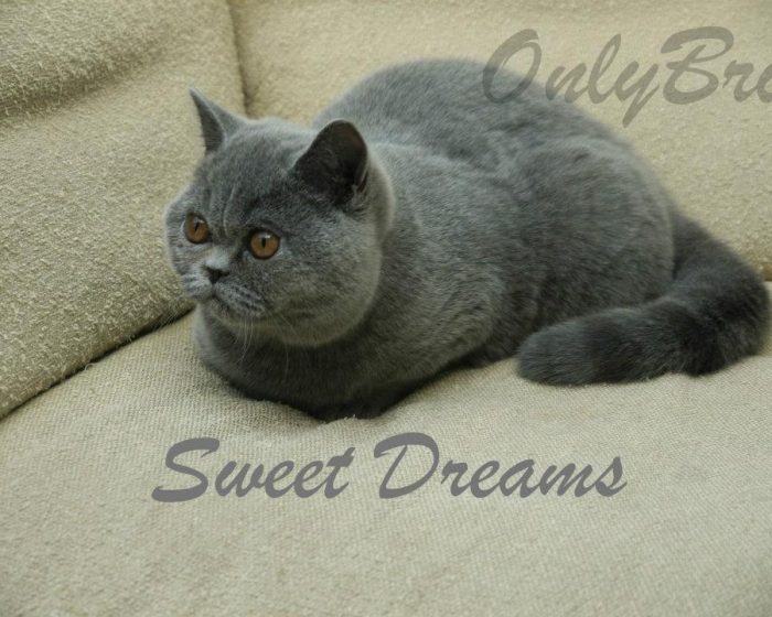 Sweet-Dreams-1